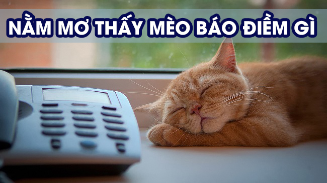 Giải mã giấc mơ thấy mèo đánh con gì? Giải mã giấc mơ thấy mèo đánh con gì?